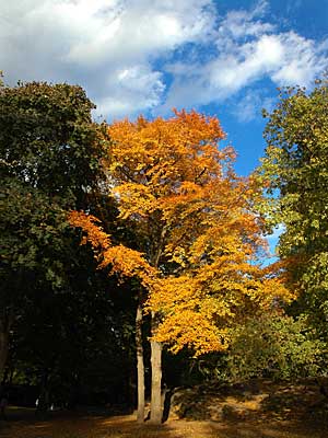Autumnal shades, Central Park, Manhattan, New York, NYC, USA