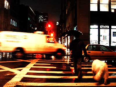 White dog, white van, Broadway in the rain, Lower Manhattan, New York, NYC, USA