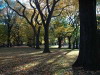 Trees and sunlight, Central Park, New York, USA