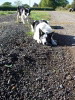 Sheepdogs, Poletrees Farm