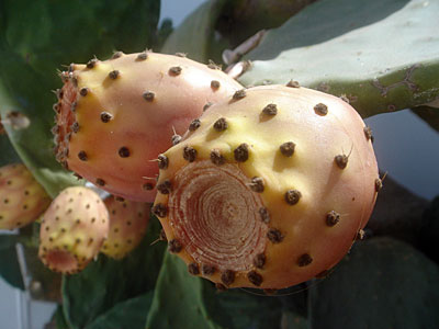 Cactus fruit, Imerovigli, Santorini, Greece, , September 2004