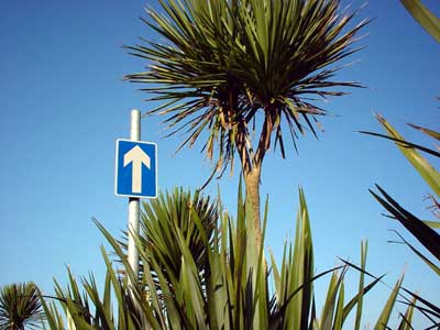 Palm trees and road sign