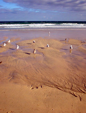 Seagulls on the sand, Porthmeor beach, Cornwall, August 2002
