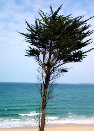 Windswept Tree, Carbis Bay, St Ives Cornwall, March 2003