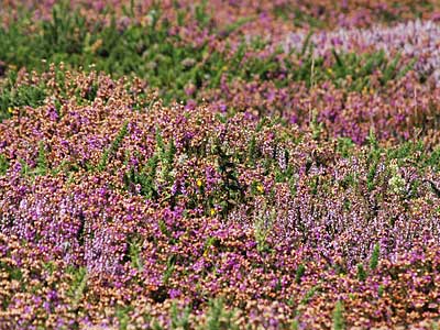 Cornish heather, Portreath to St Ives, Cornwall, August 2005