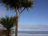 Palm trees, St Ives