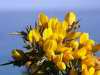 Gorse on the cliff path, St Ives