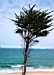 Tree, Carbis Bay, St Ives