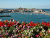 Flowers and St Ives Head, St Ives