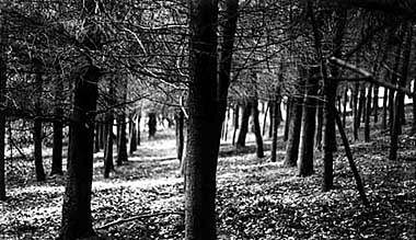 Trees, Cefn Onn