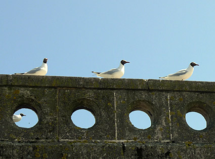 Swanage town photos, streets views, castle and railway station, Isle of Purbeck walk, Dorset, May 2009 - photos, feature and comment - photos, feature and comment