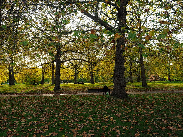 Autumn in London: the reds, yellows and browns of Green Park and St James's Park, October 2015