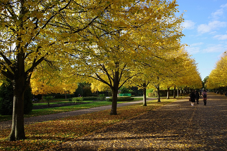 The astonishing beauty of Regent's Park in autumn - twenty photos, October 2020