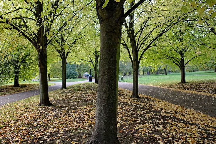 Autumn takes over in London's Green Park- 18 photos shot with Ricoh GRiii camera
