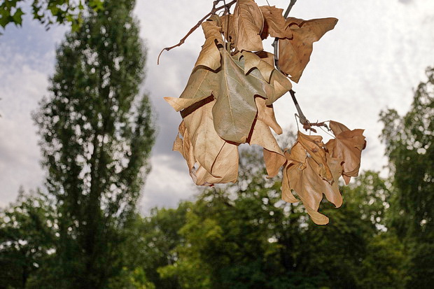 London art walk: Green Park to Hyde Park and the Serpentine, late summer 2018
