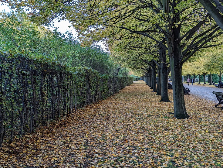 In photos: the beautiful yellows and browns of Regent's Park in autumn