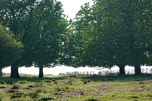 In photos: Deer, trees, lakes and sunshine: a day out in Richmond and Richmond Park, London