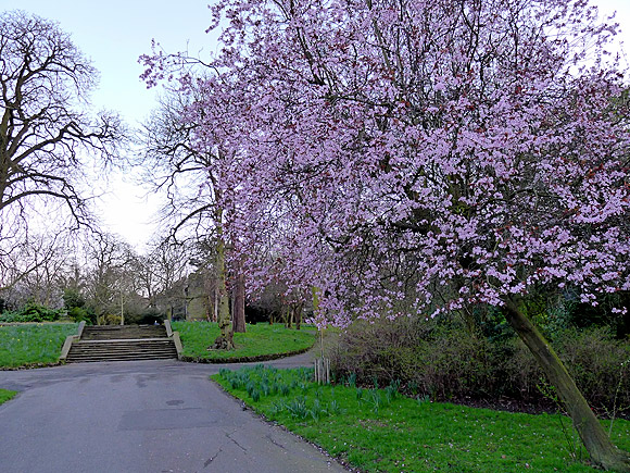 Ruskin Park in the spring, south London