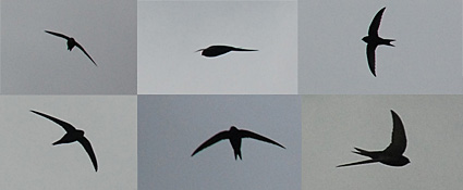 Brixton swifts