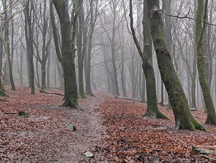A rainy, damp but delightful Christmas Day walk through the deserted Wenallt Woods, north Cardiff
