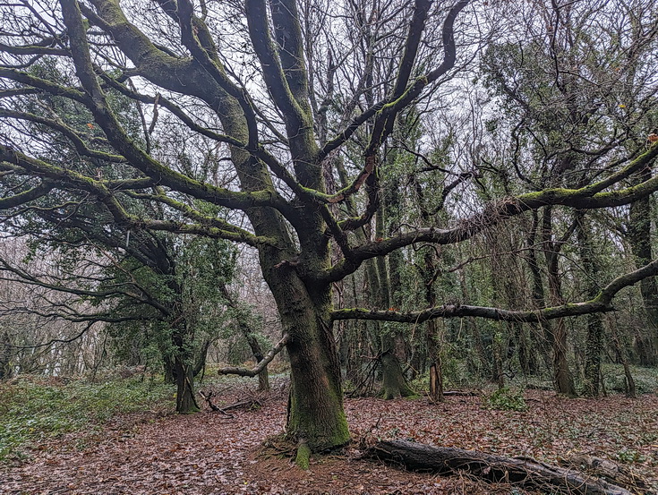 A rainy, damp but delightful Christmas Day walk through the deserted Wenallt Woods, north Cardiff