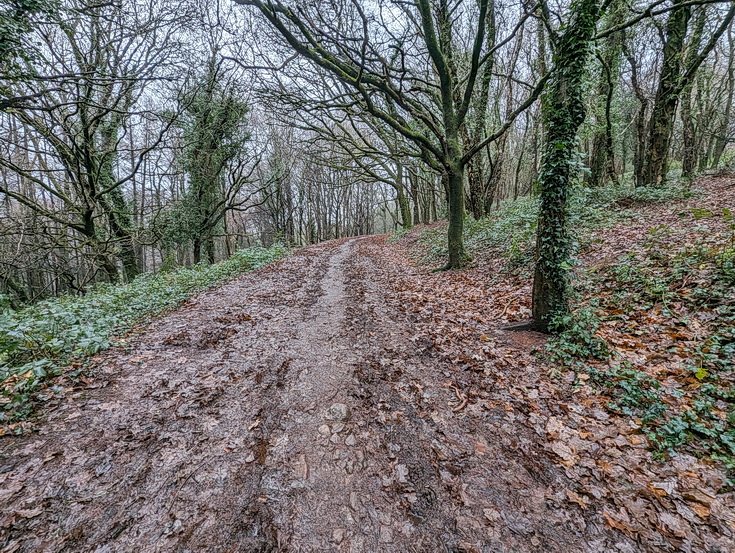 A rainy, damp but delightful Christmas Day walk through the deserted Wenallt Woods, north Cardiff