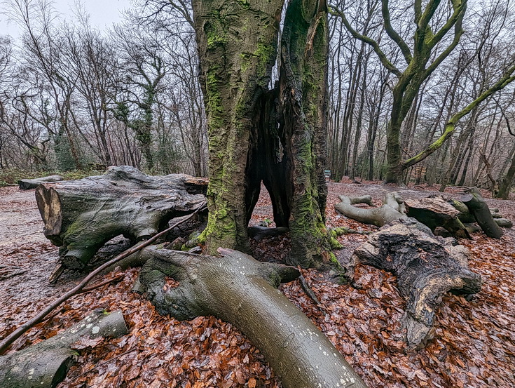 A rainy, damp but delightful Christmas Day walk through the deserted Wenallt Woods, north Cardiff