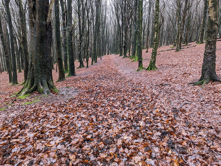 A rainy, damp but delightful Christmas Day walk through the deserted Wenallt Woods, north Cardiff
