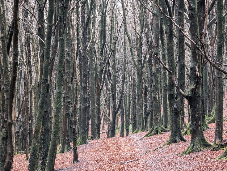 A rainy, damp but delightful Christmas Day walk through the deserted Wenallt Woods, north Cardiff