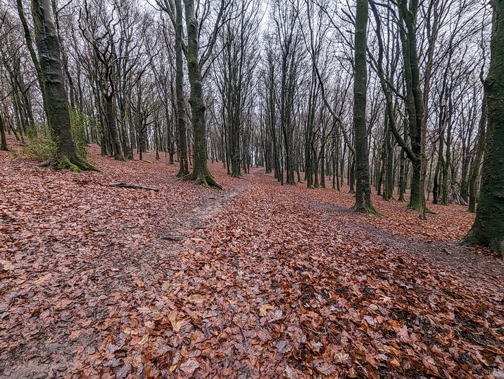 A rainy, damp but delightful Christmas Day walk through the deserted Wenallt Woods, north Cardiff