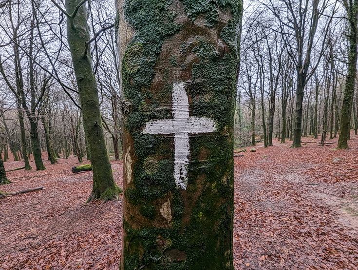 A rainy, damp but delightful Christmas Day walk through the deserted Wenallt Woods, north Cardiff