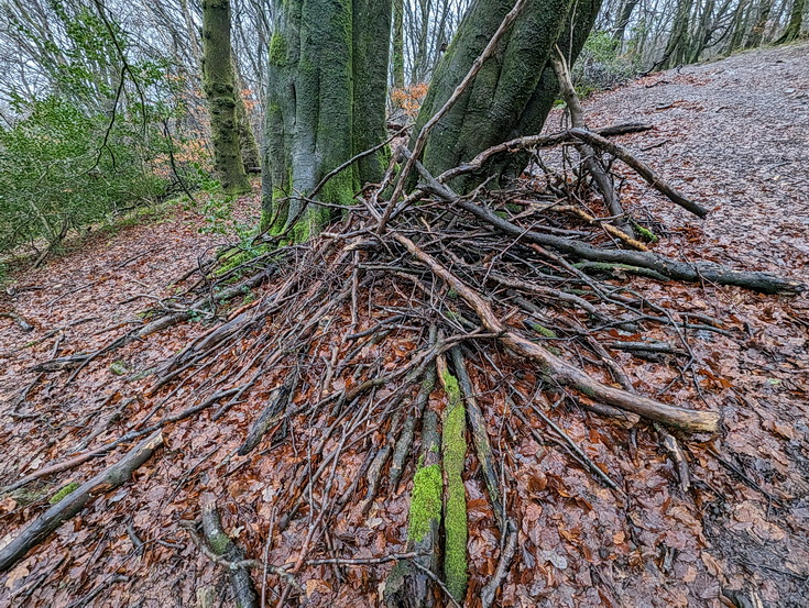 A rainy, damp but delightful Christmas Day walk through the deserted Wenallt Woods, north Cardiff