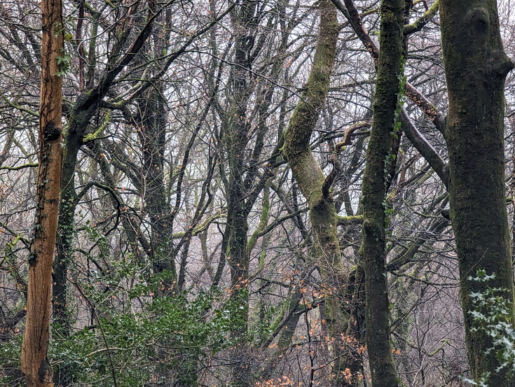 A rainy, damp but delightful Christmas Day walk through the deserted Wenallt Woods, north Cardiff