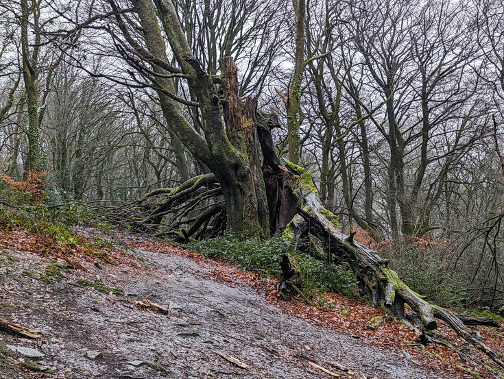 A rainy, damp but delightful Christmas Day walk through the deserted Wenallt Woods, north Cardiff