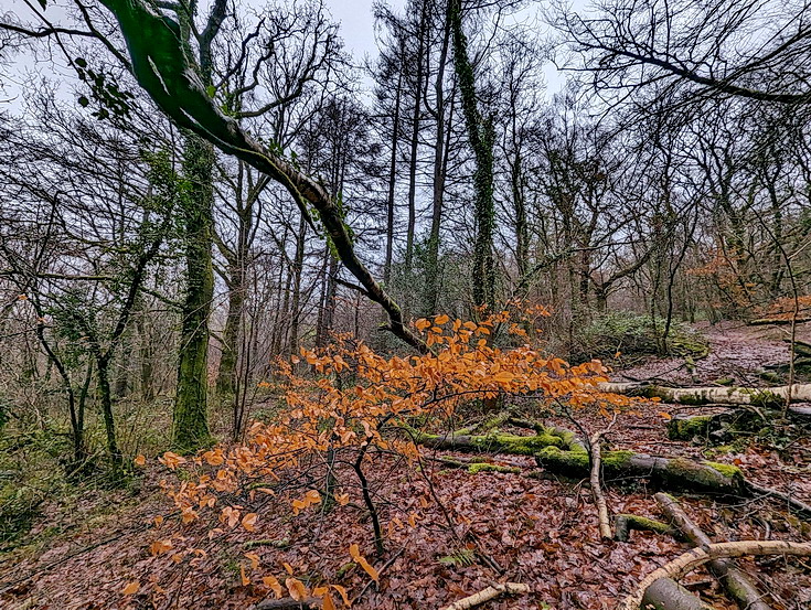 A rainy, damp but delightful Christmas Day walk through the deserted Wenallt Woods, north Cardiff