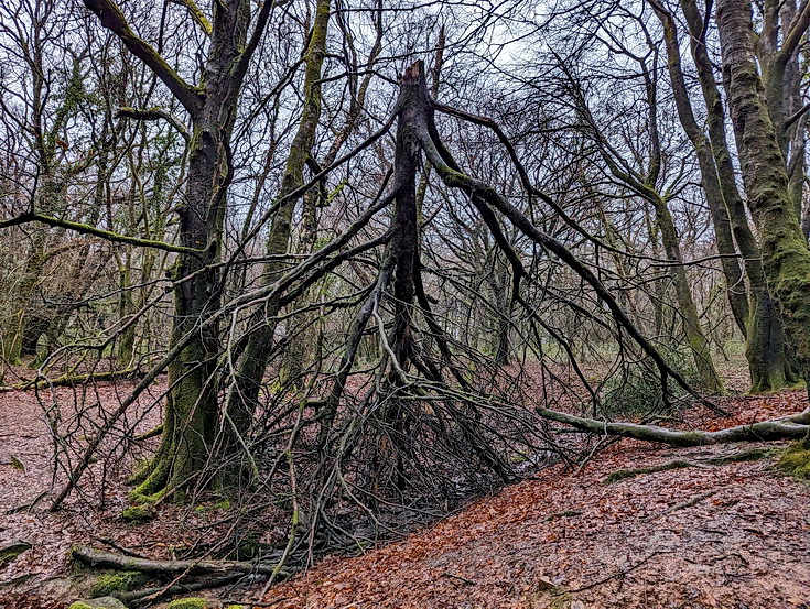 A rainy, damp but delightful Christmas Day walk through the deserted Wenallt Woods, north Cardiff