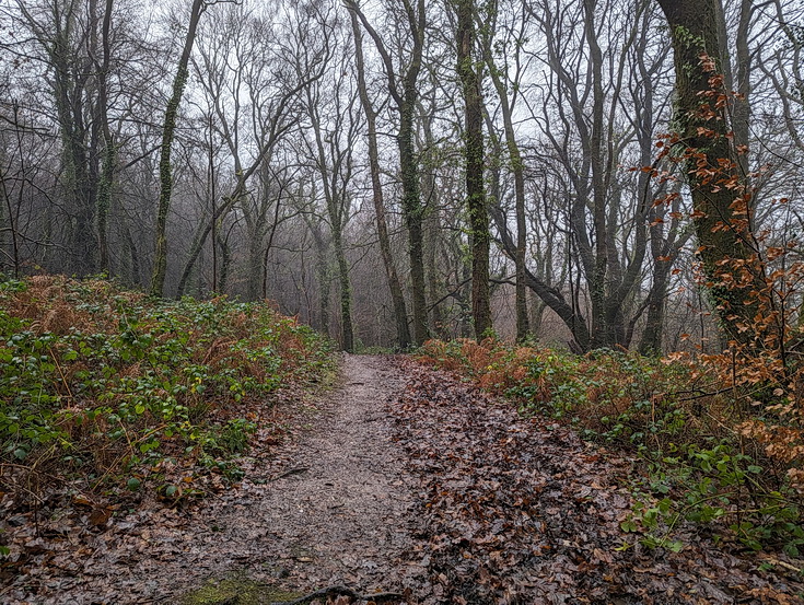 A rainy, damp but delightful Christmas Day walk through the deserted Wenallt Woods, north Cardiff
