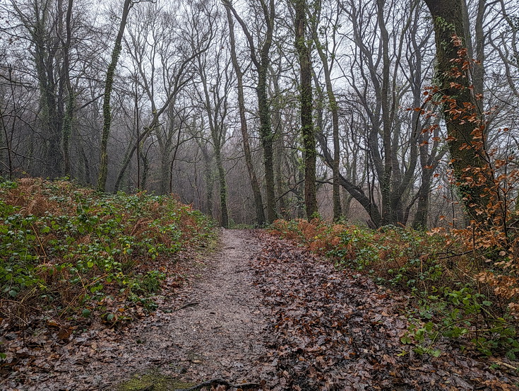 A rainy, damp but delightful Christmas Day walk through the deserted Wenallt Woods, north Cardiff