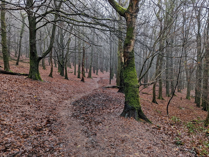 A rainy, damp but delightful Christmas Day walk through the deserted Wenallt Woods, north Cardiff