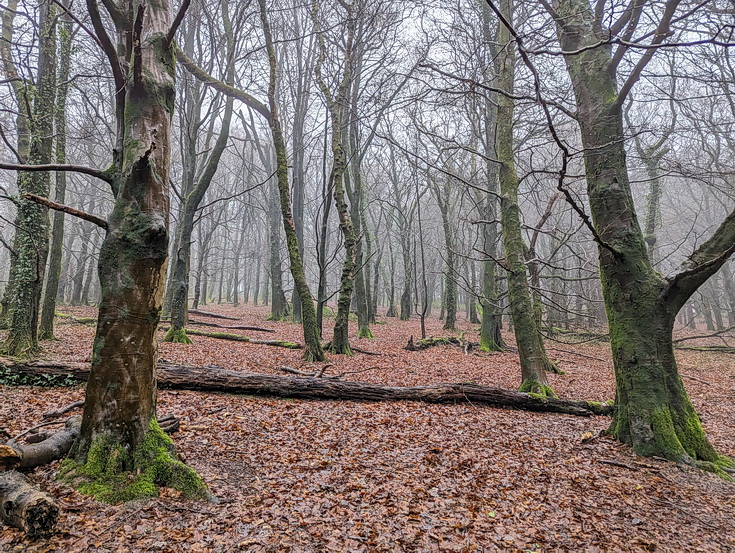 A rainy, damp but delightful Christmas Day walk through the deserted Wenallt Woods, north Cardiff