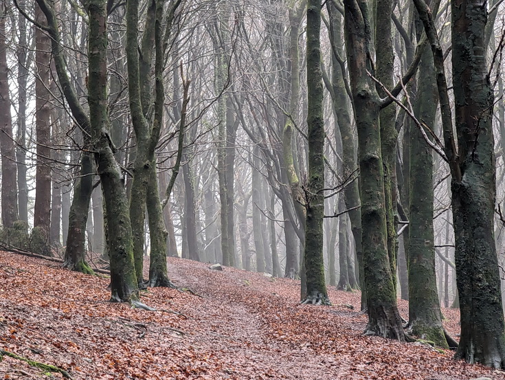 A rainy, damp but delightful Christmas Day walk through the deserted Wenallt Woods, north Cardiff