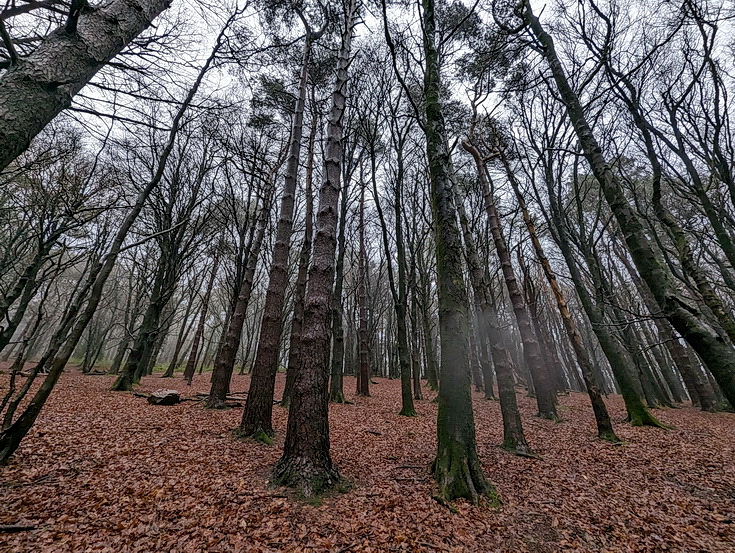 A rainy, damp but delightful Christmas Day walk through the deserted Wenallt Woods, north Cardiff