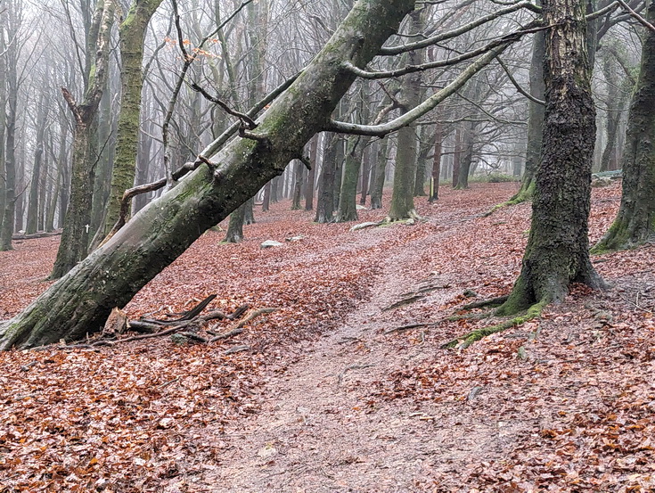 A rainy, damp but delightful Christmas Day walk through the deserted Wenallt Woods, north Cardiff