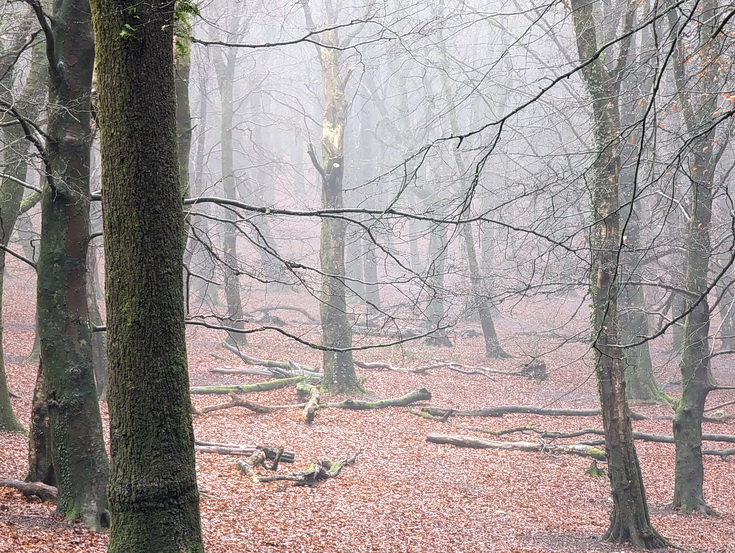 A rainy, damp but delightful Christmas Day walk through the deserted Wenallt Woods, north Cardiff