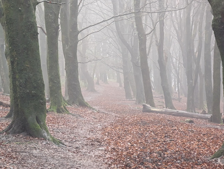 A rainy, damp but delightful Christmas Day walk through the deserted Wenallt Woods, north Cardiff