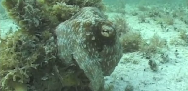 Here's why Octopuses are some of the coolest creatures on the planet 
