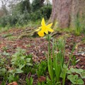 A hint of spring in Ruskin Park, Lambeth, south London