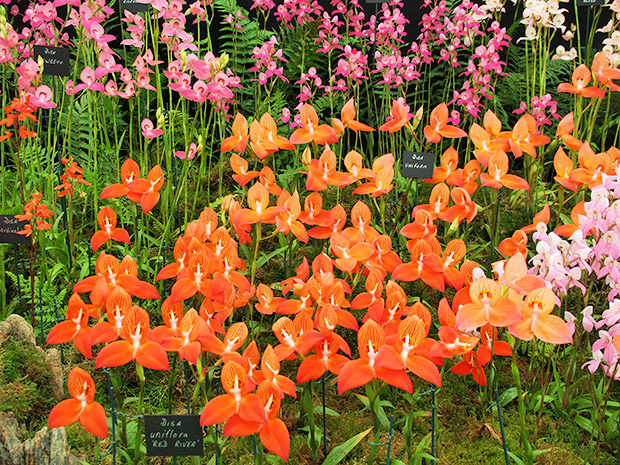 Hampton Court Palace Flower Show 2013 - butterflies, blooms and bumblebees