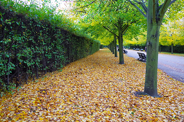 autumn-regents-park-london-01