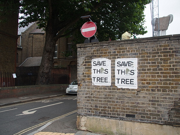 Save This Tree campaign battles to keep a fine London Plane from the axe